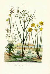 Pipewort, 1833-39